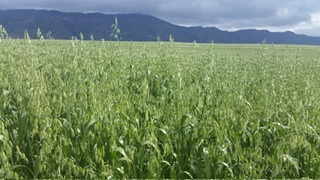 Commercial Property for Sale in Wolseley Western Cape